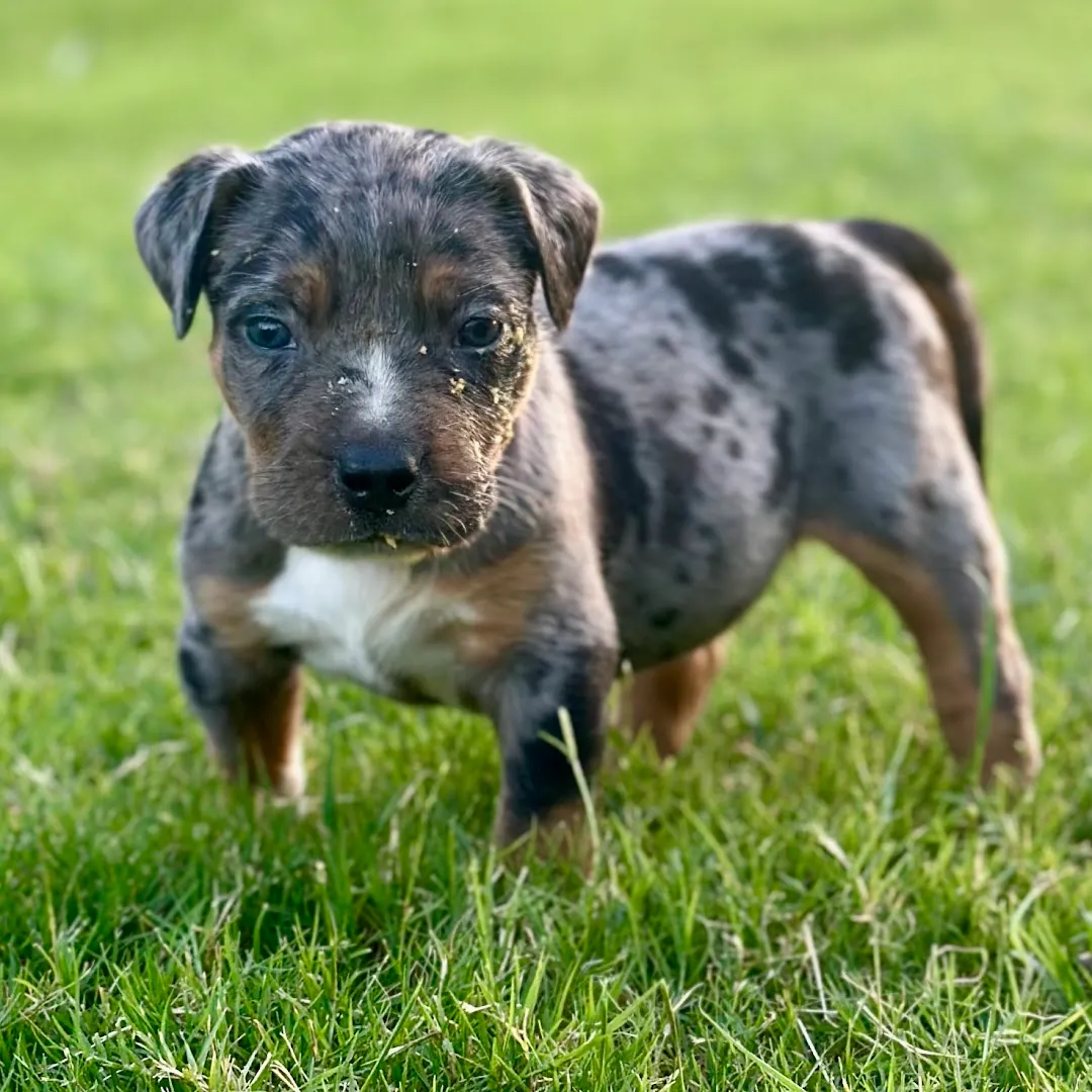 Texas Bully Kennel — pest control in Dallas, DALLAS County, TX