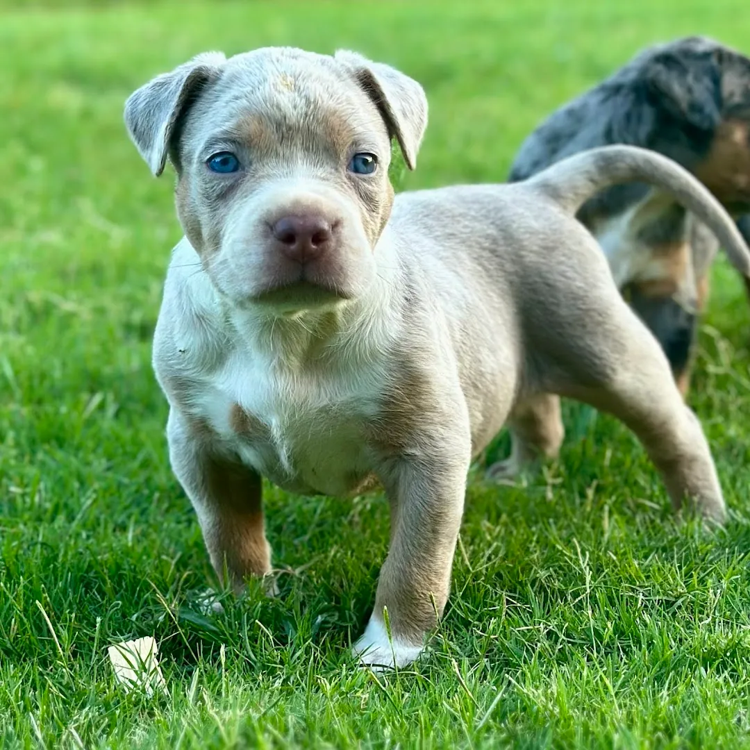 Texas Bully Kennel in Dallas, TX — business photo 4