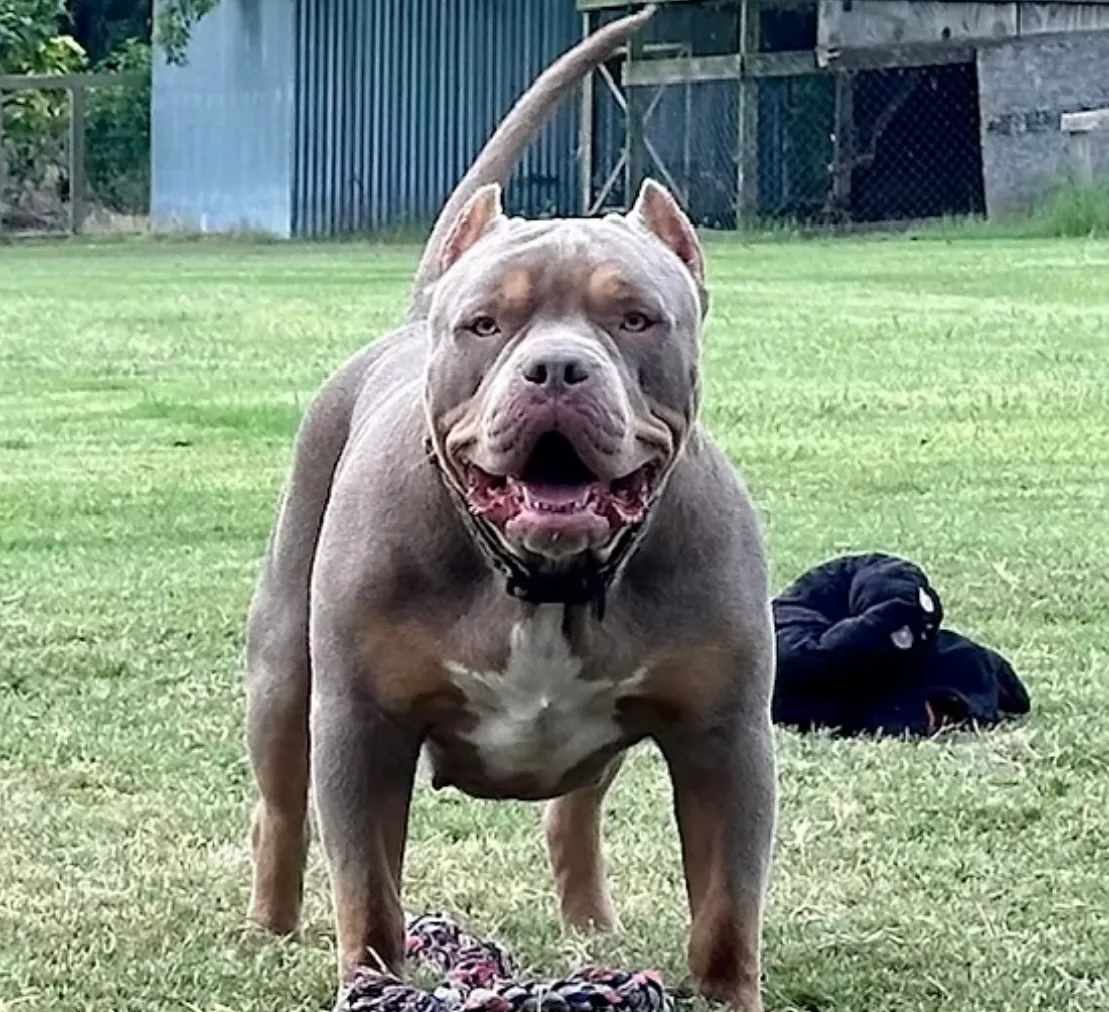 Texas Bully Kennel in Dallas, TX — business photo 6