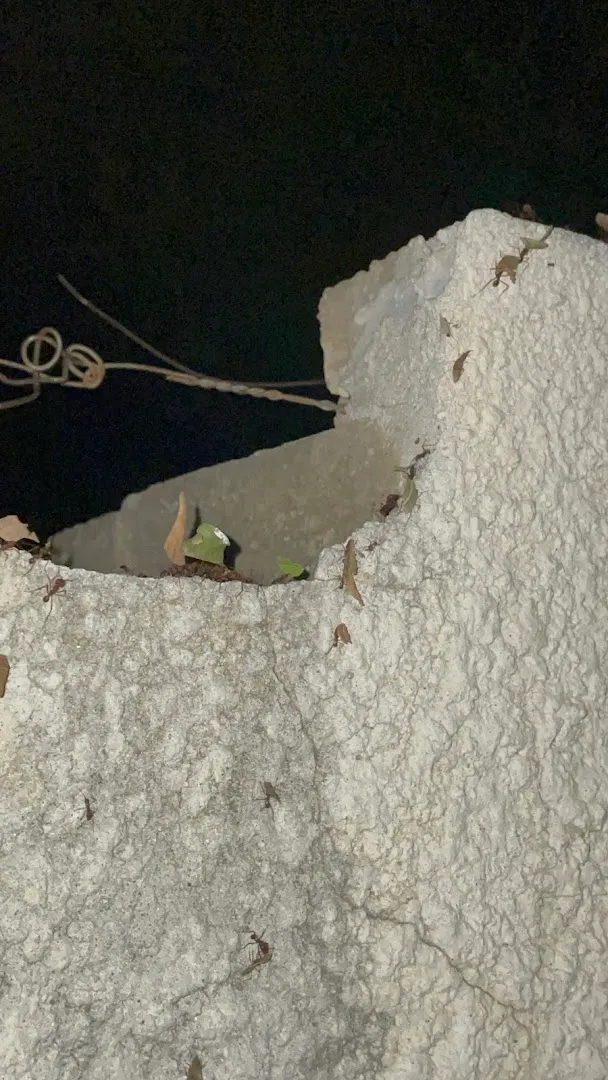Bug Busters Termite & Pest Control in Laredo, TX — business photo 3