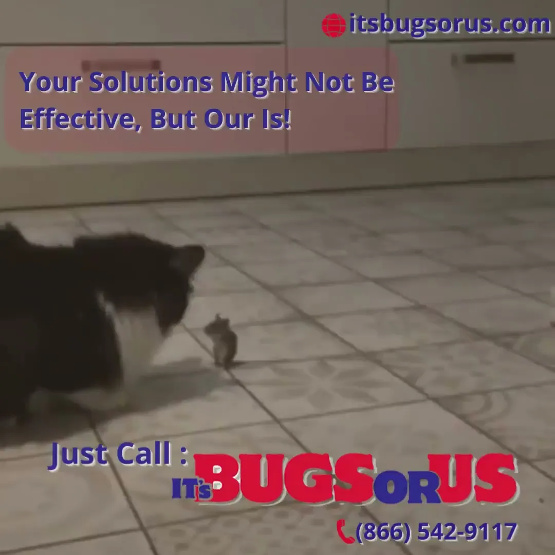 It's Bugs Or Us Pest Control - Tyler — pest control in Tyler, SMITH County, TX