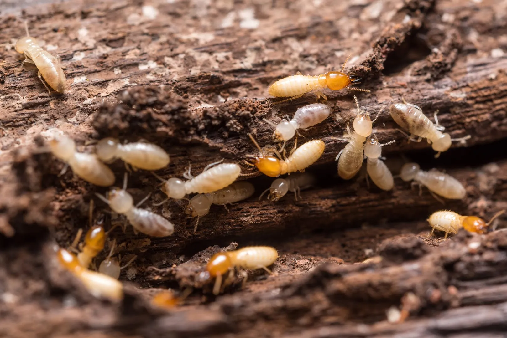The Bug Doctor in Brenham, TX — business photo 3