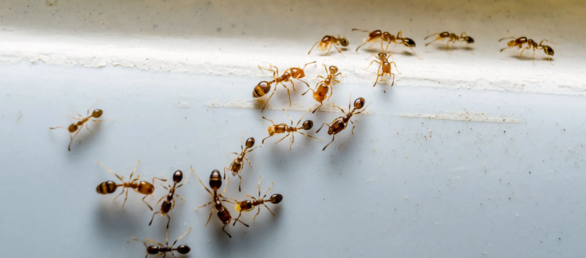 Bug Off Termite & Pest Control — pest control in Houston, HARRIS County, TX