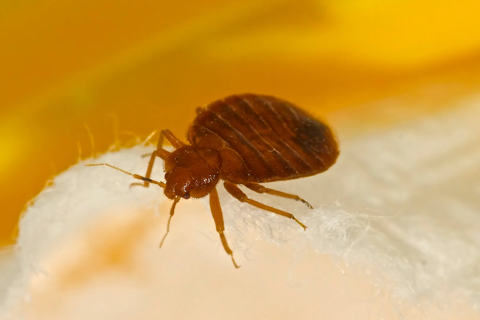 Bug Off Termite & Pest Control in Houston, TX — business photo 5