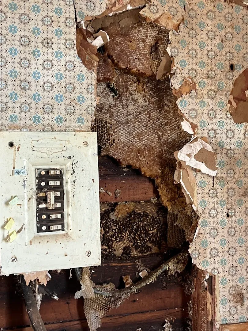 Bug Off Termite & Pest Control in Houston, TX — business photo 6