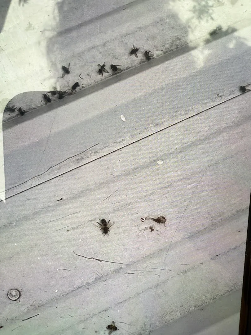 Bug Off Pest Control in Edinburg, TX — business photo 6