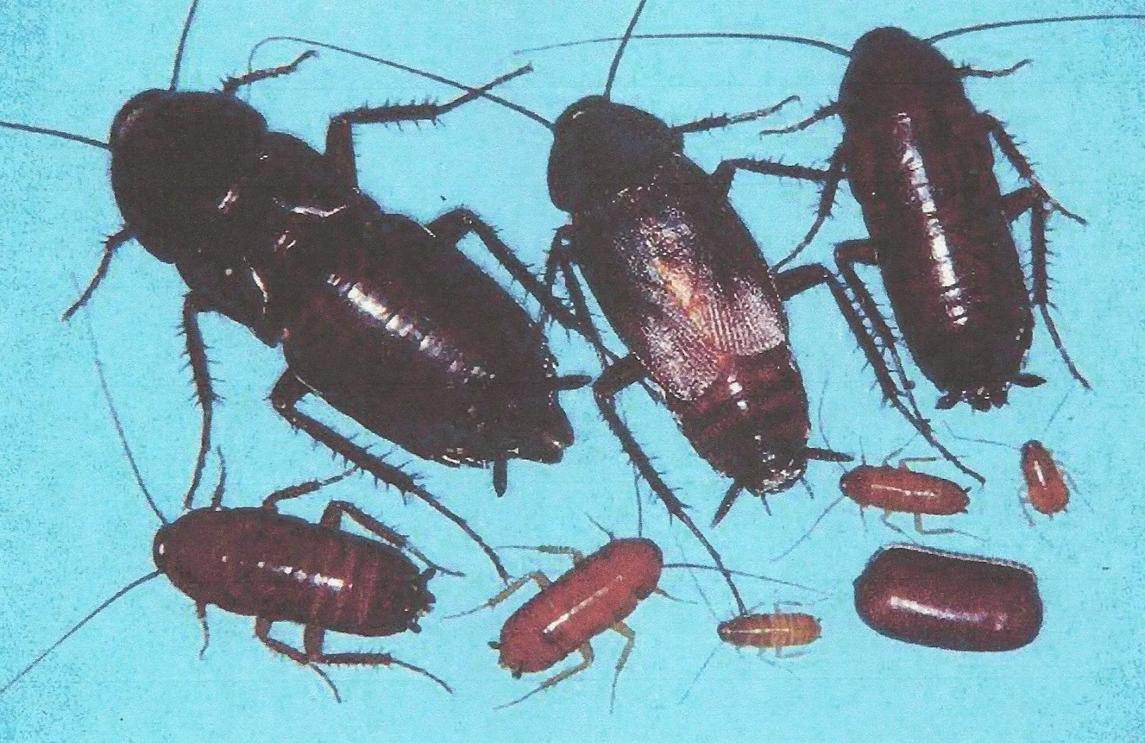 Bug Whisperer Pest and Termite in Fort Worth, TX — business photo 4