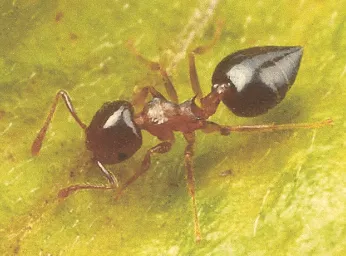 Bug Whisperer Pest and Termite in Fort Worth, TX — business photo 5