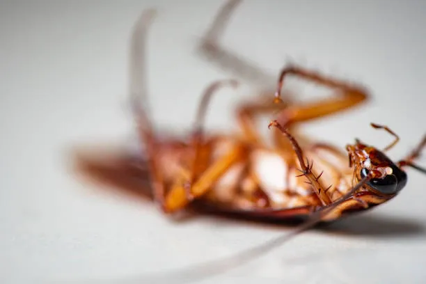 Bug Whisperer Pest and Termite in Fort Worth, TX — business photo 6