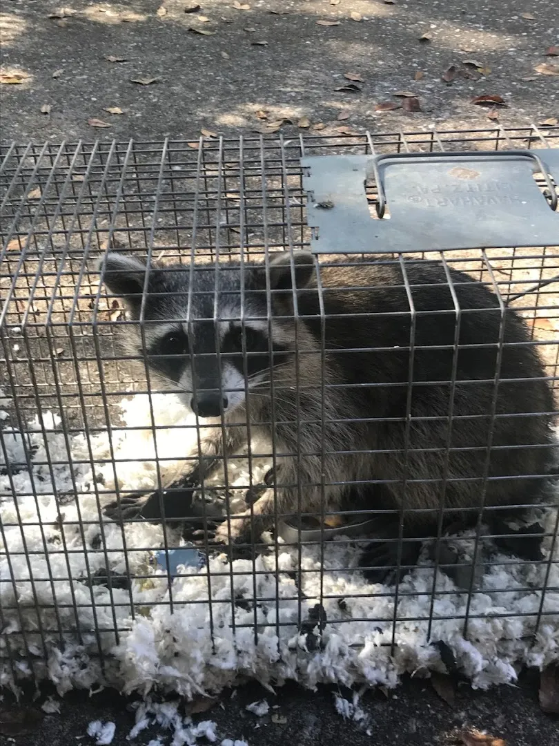 BugFree Pest and Rodent Control LLC in Houston, TX — business photo 3