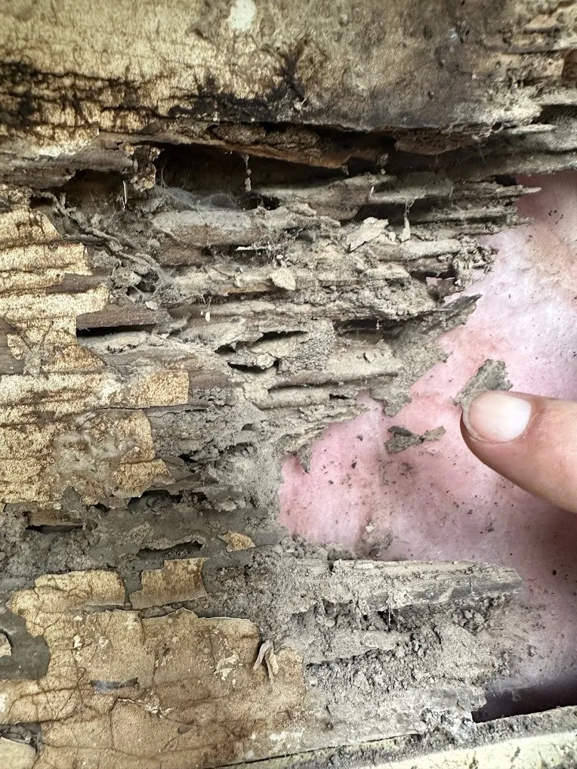 BugFree Pest and Rodent Control LLC in Houston, TX — business photo 6
