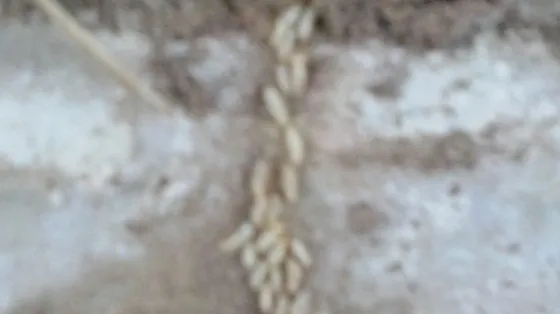 Bugman Pest Control — pest control in Abilene, TAYLOR County, TX