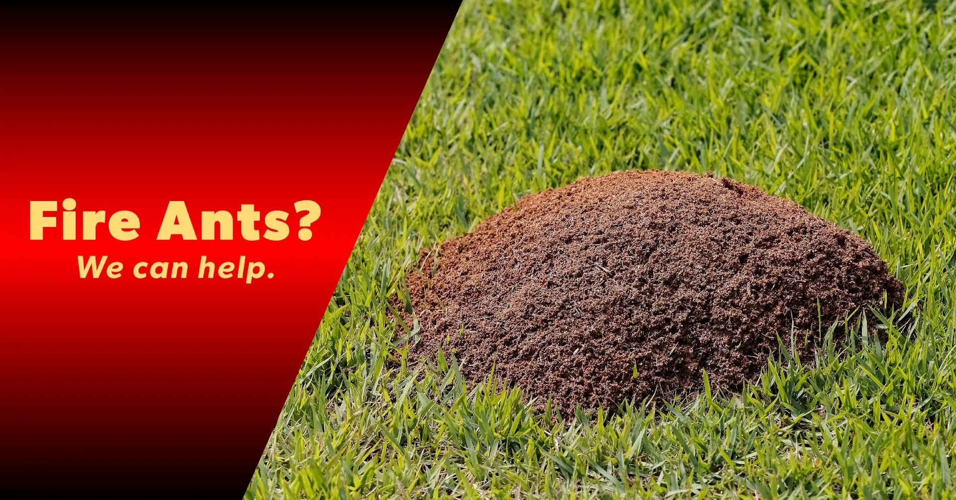 The Bug Master — pest control in San Antonio, BEXAR County, TX