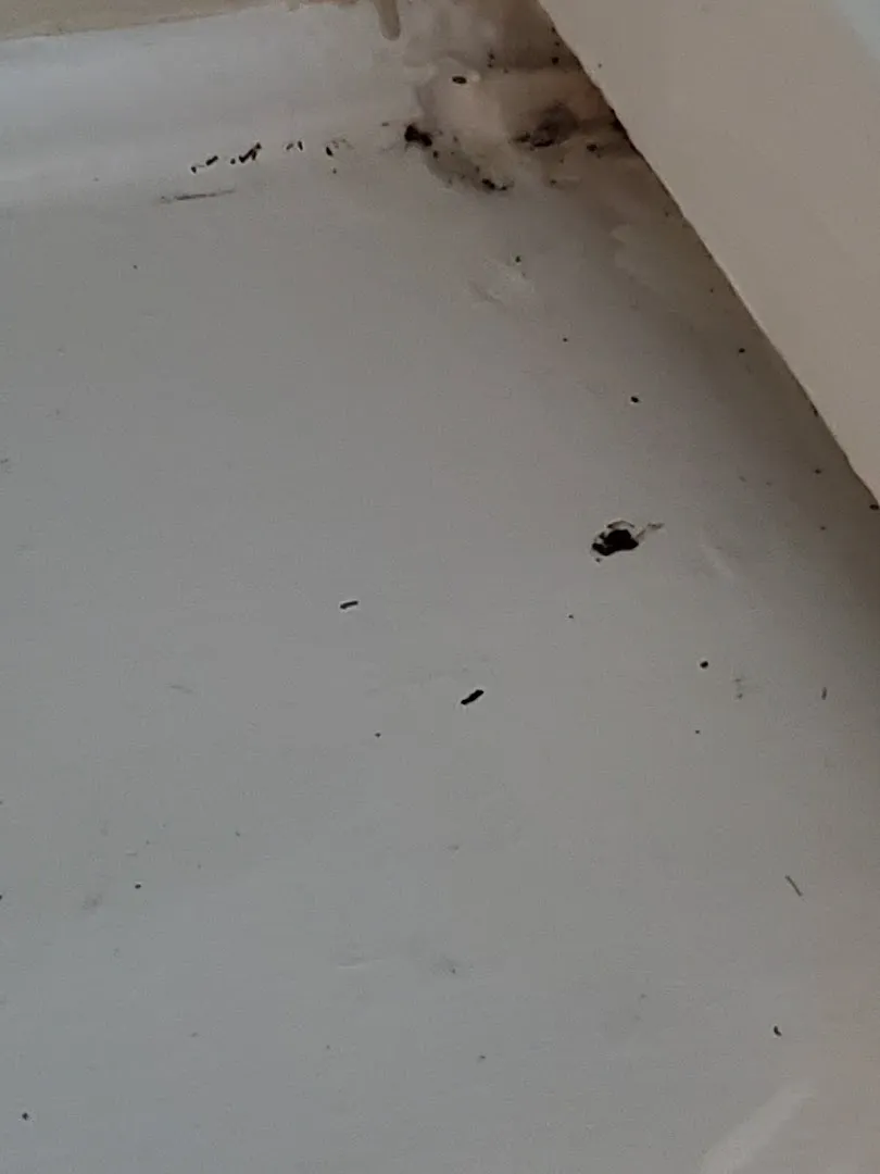 Bugs Burney Pest Control in Amarillo, TX — business photo 3