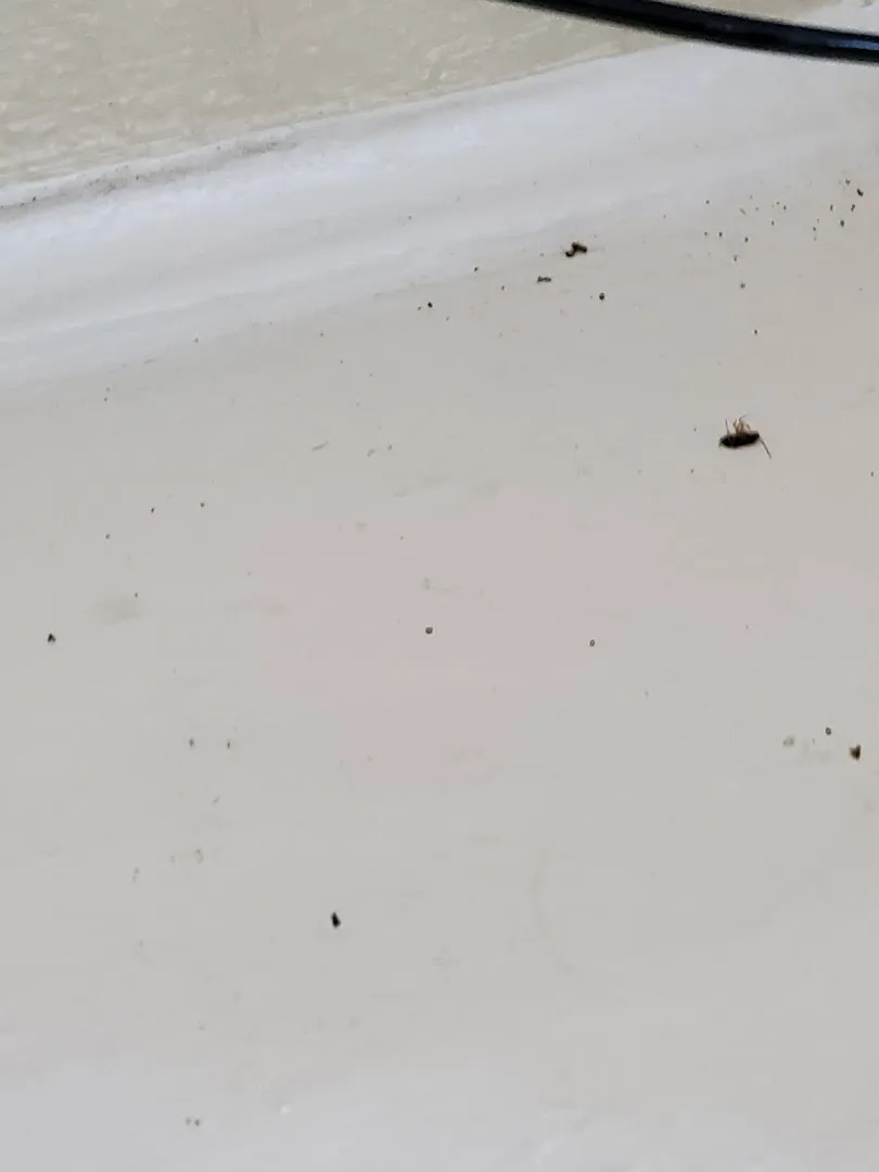 Bugs Burney Pest Control in Amarillo, TX — business photo 5