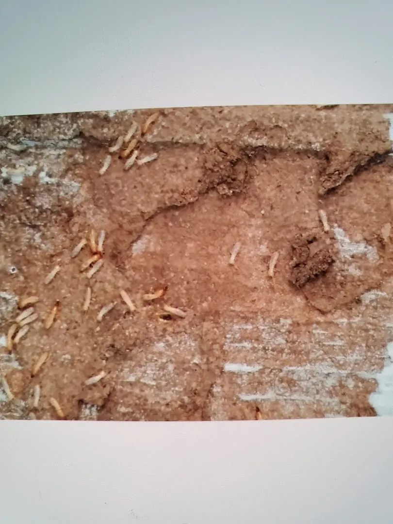 Bull Frog Pest Control in Bryan, TX — business photo 4