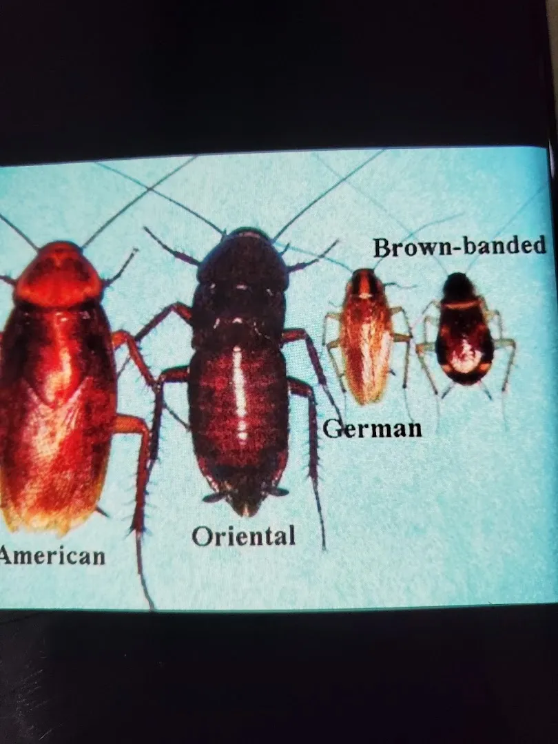 Bull Frog Pest Control in Bryan, TX — business photo 5