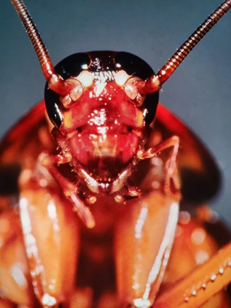 Bull Frog Pest Control in Bryan, TX — business photo 6