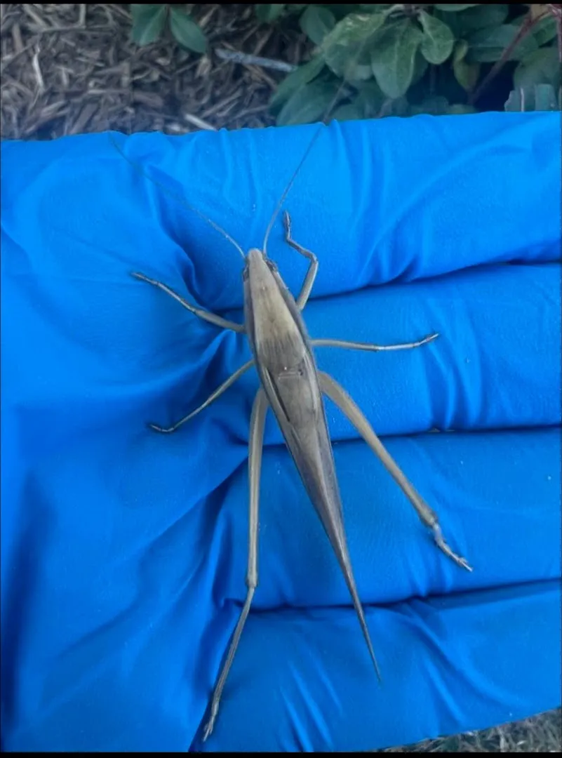 Bulls-Eye Pest & Termite Control, Inc. — pest control in Richmond, FORT BEND County, TX