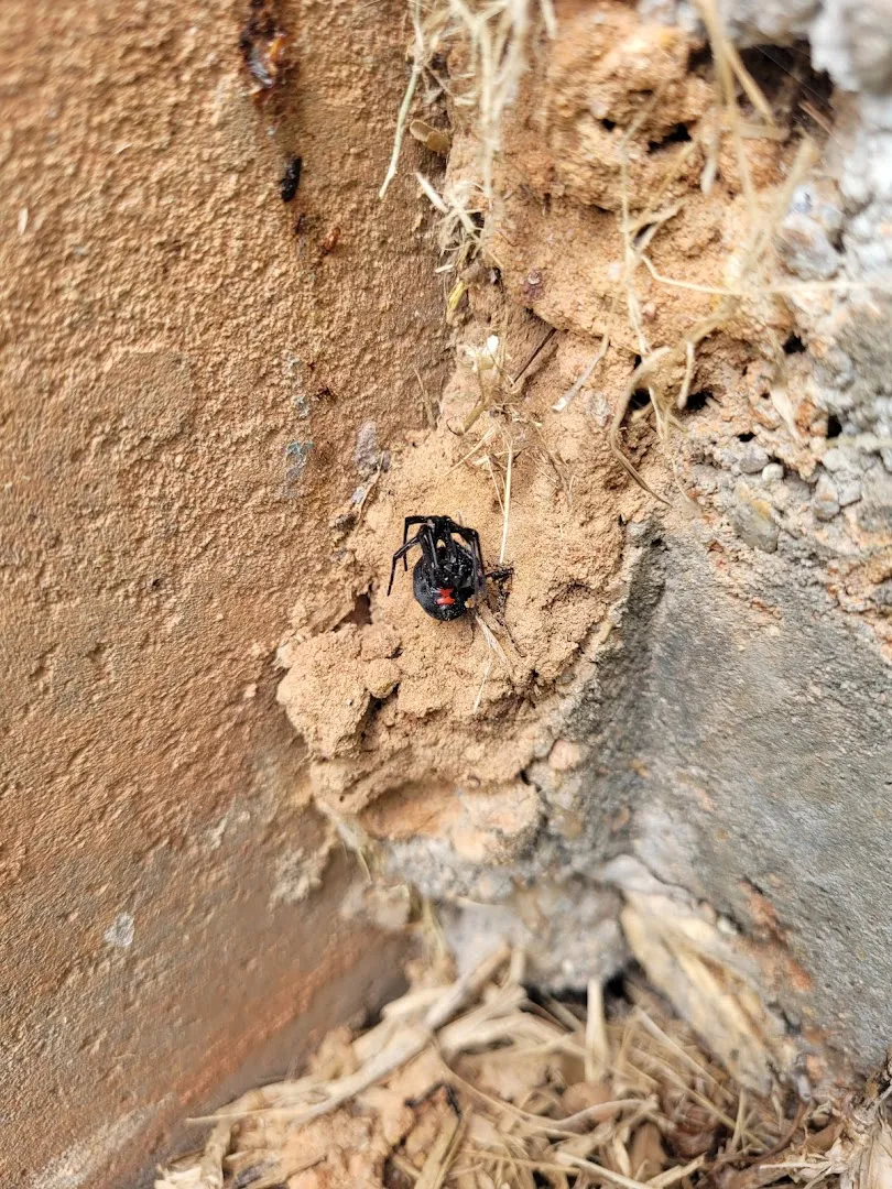 Bulls-Eye Pest & Termite Control, Inc. in Richmond, TX — business photo 3