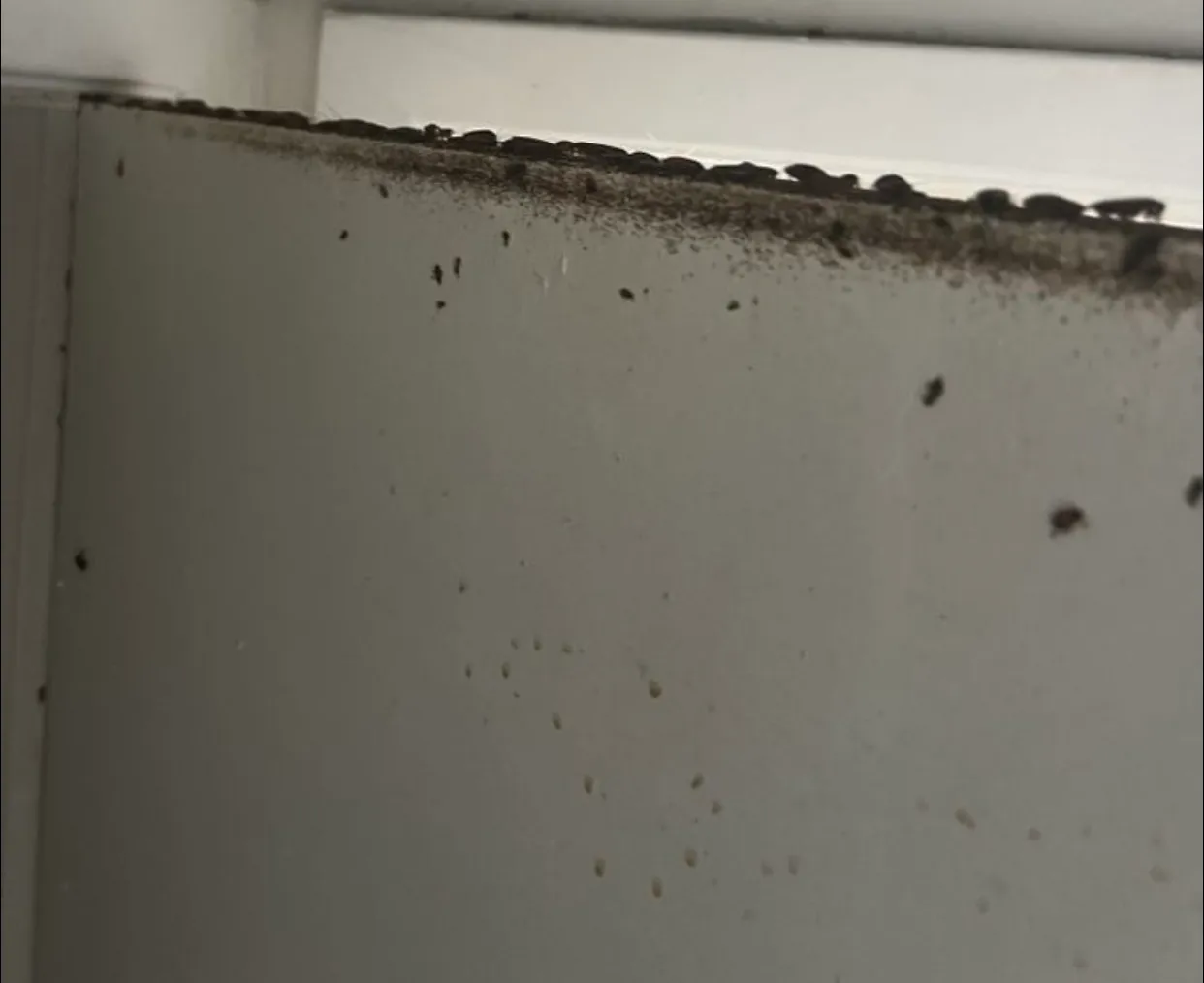 Bulls-Eye Pest & Termite Control, Inc. in Richmond, TX — business photo 5