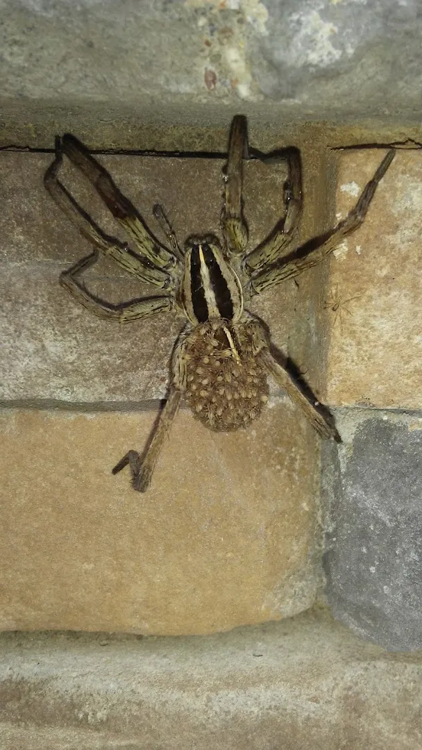 C&L Pest Control — pest control in Georgetown, WILLIAMSON County, TX