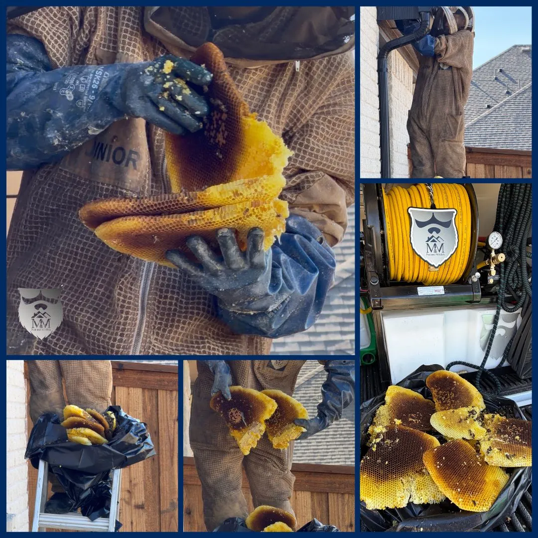 M&M Pest and Wildlife LLC — pest control in Dallas, DALLAS County, TX