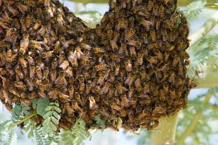 CVA Pest Control in Brownsville, TX — business photo 2