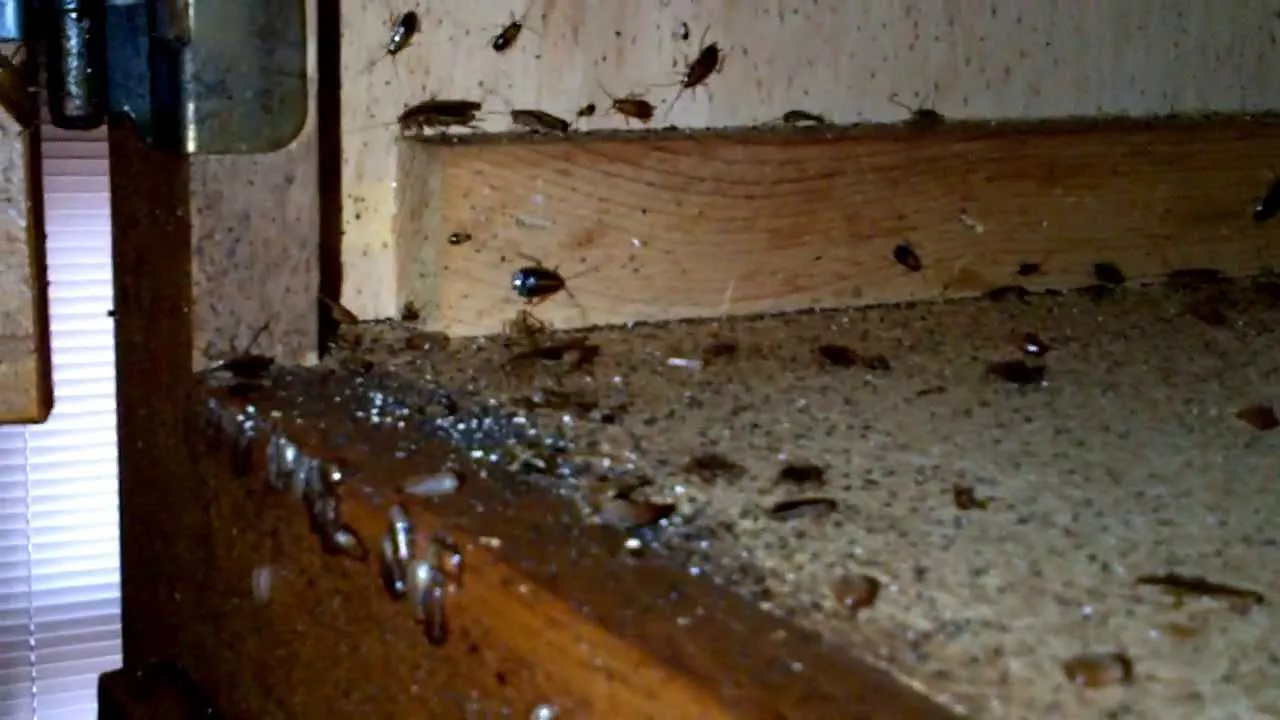 CVA Pest Control in Brownsville, TX — business photo 3