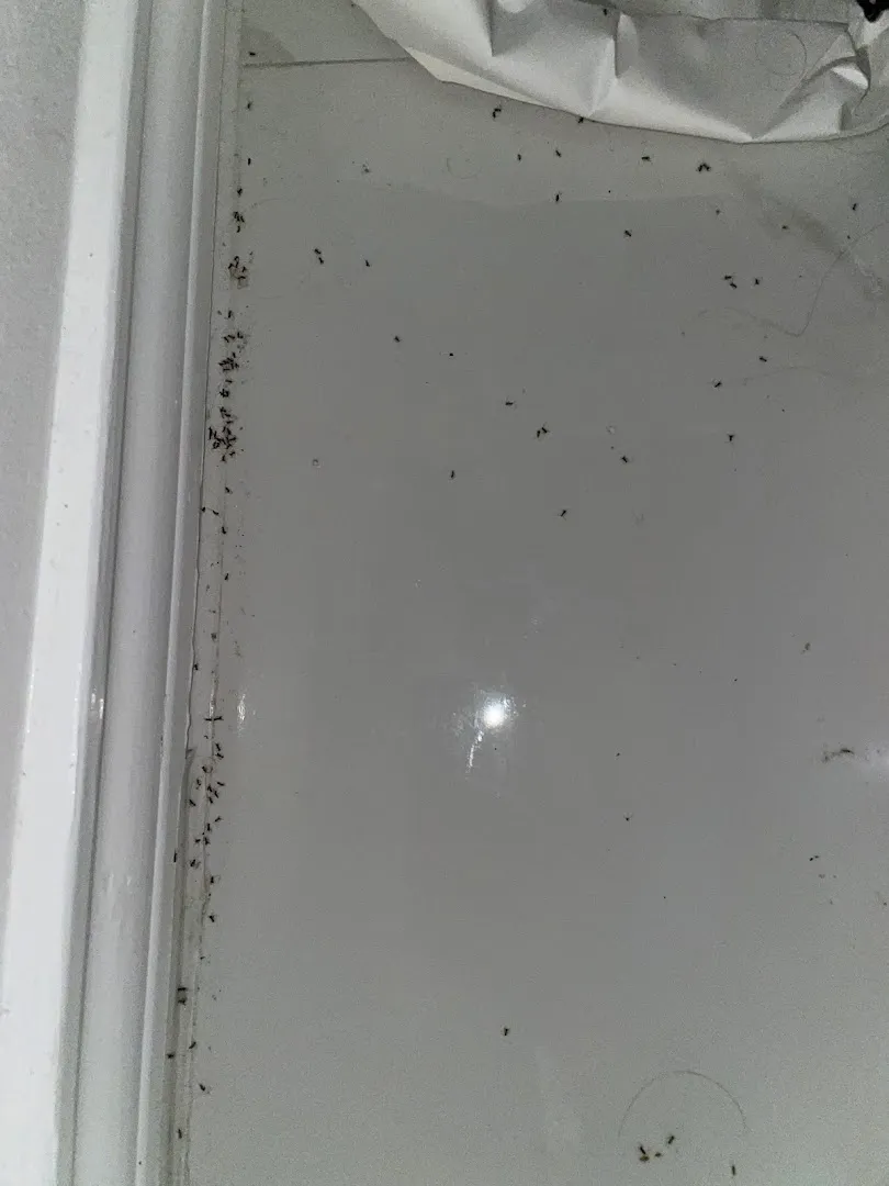 CVA Pest Control in Brownsville, TX — business photo 6
