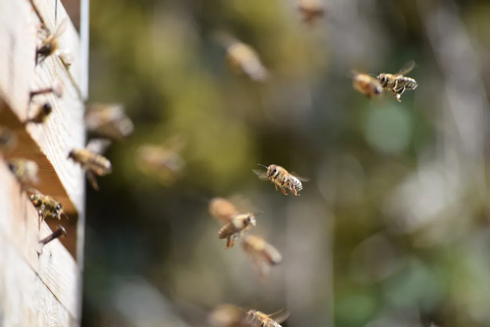 Carra's Pest & Termite Inc. — pest control in Nacogdoches, NACOGDOCHES County, TX