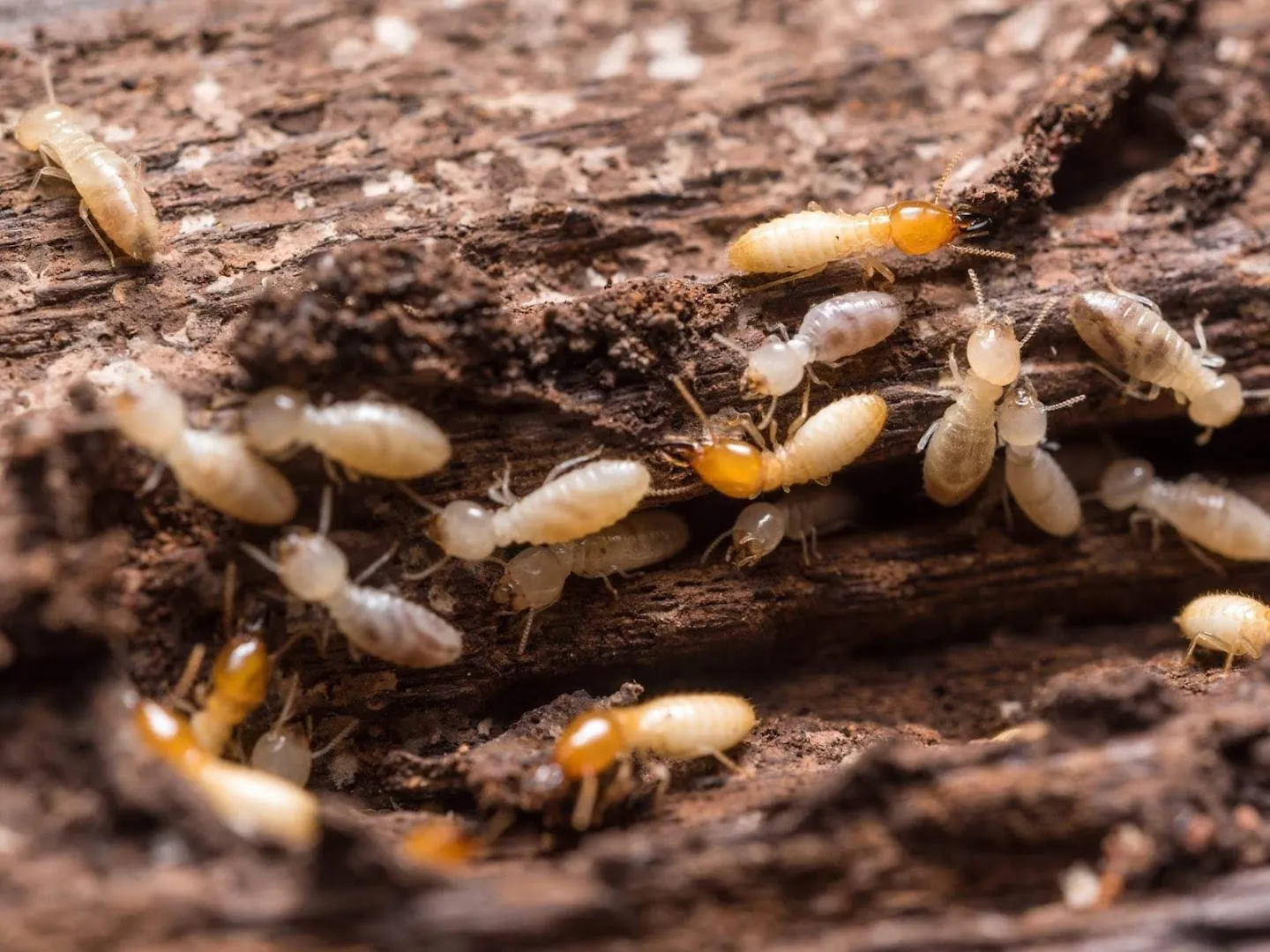Champions Pest Control — pest control in Houston, HARRIS County, TX