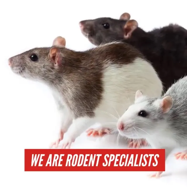 Champions Pest Control in Houston, TX — business photo 3
