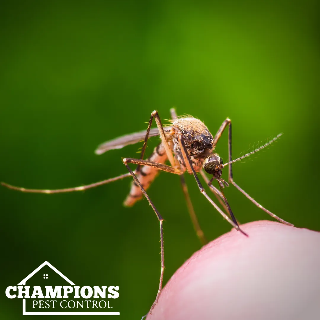 Champions Pest Control in Houston, TX — business photo 4