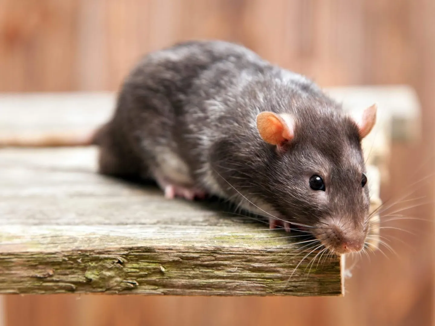 Champions Pest Control in Houston, TX — business photo 5