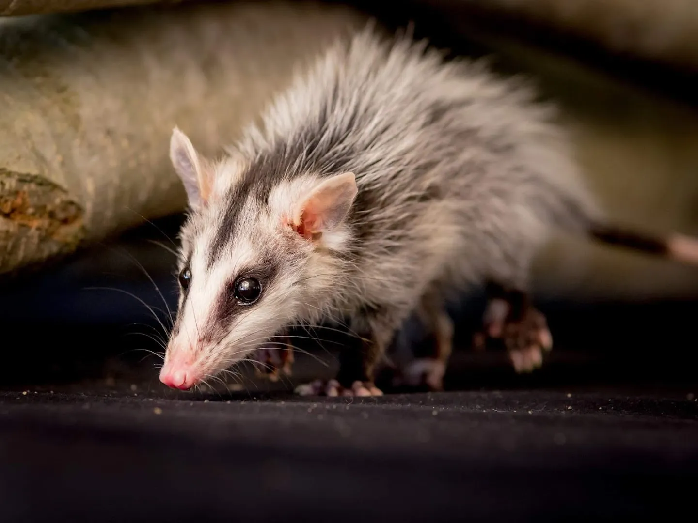 Champions Pest Control in Houston, TX — business photo 6