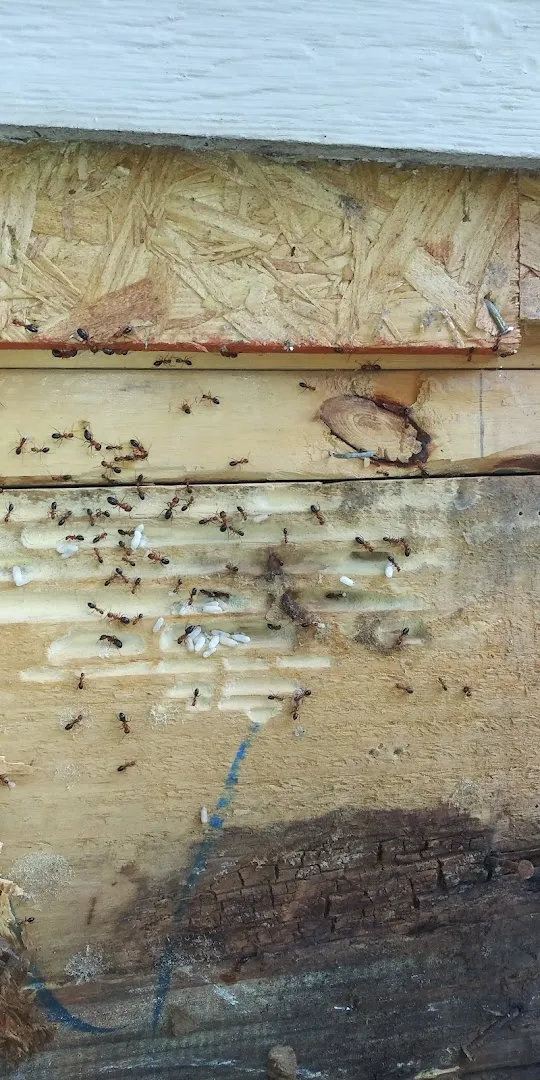 City Pest Control in Bryan, TX — business photo 6