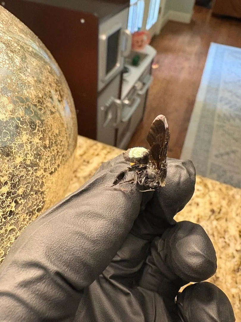 Cole's Pest and Termite Control in UNKNOWN COUNTY County, TX — business photo 4