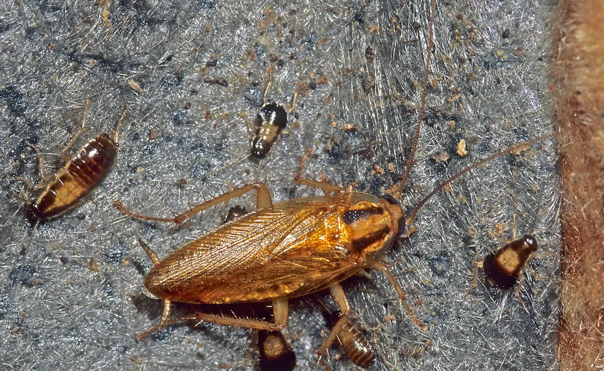 Cole's Pest and Termite Control in UNKNOWN COUNTY County, TX — business photo 6
