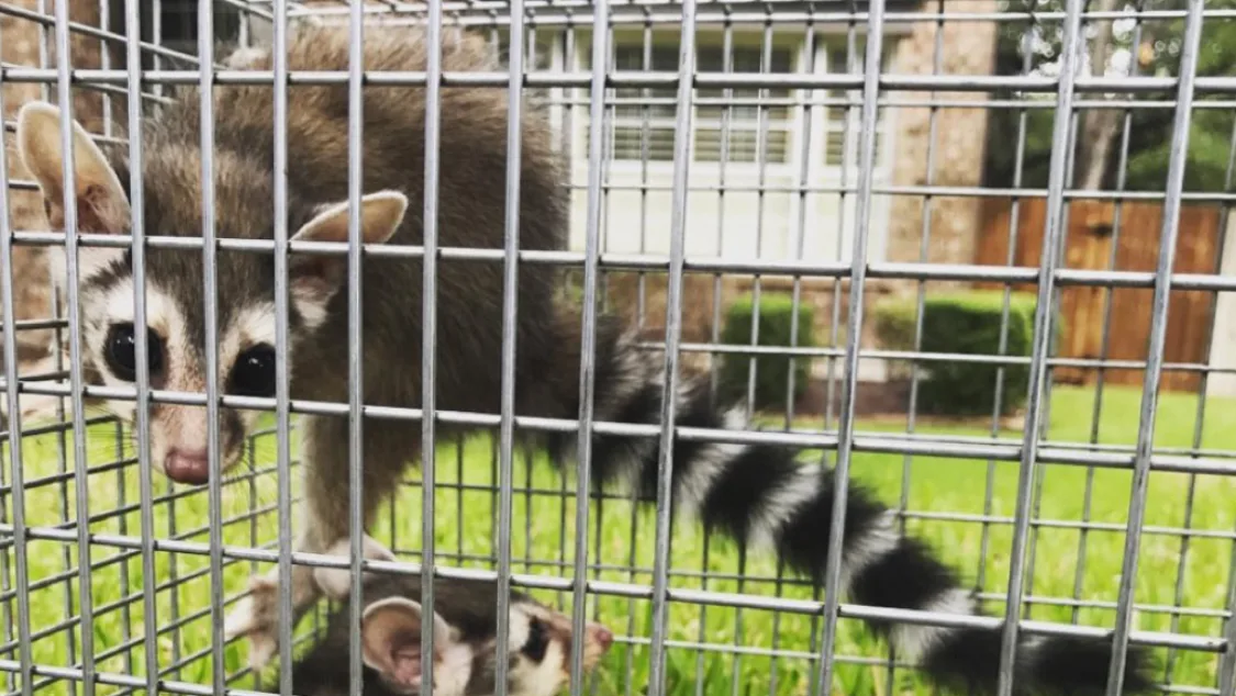 TEXAS RODENT CONTROL Wildlife Removal San Antonio — pest control in New Braunfels, COMAL County, TX