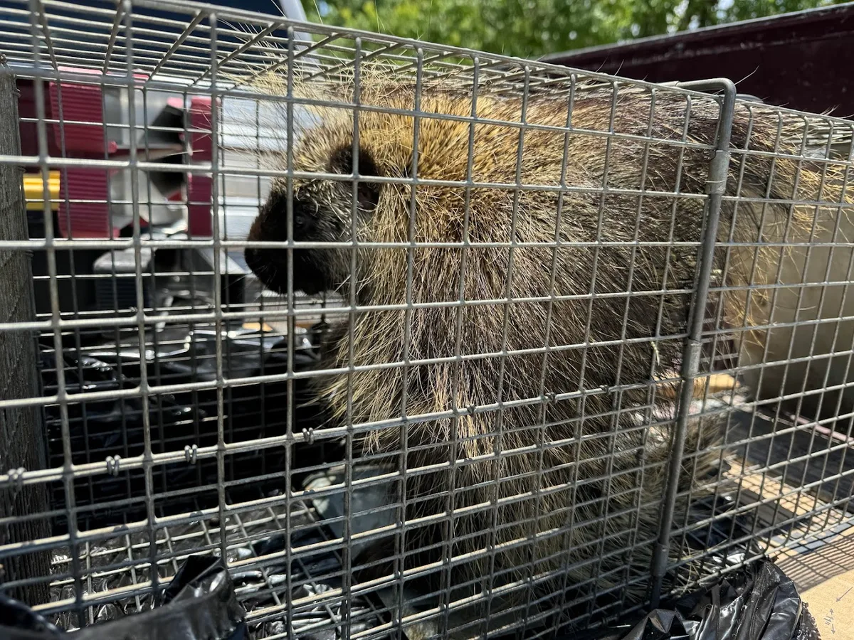 TEXAS RODENT CONTROL Wildlife Removal San Antonio in New Braunfels, TX — business photo 2