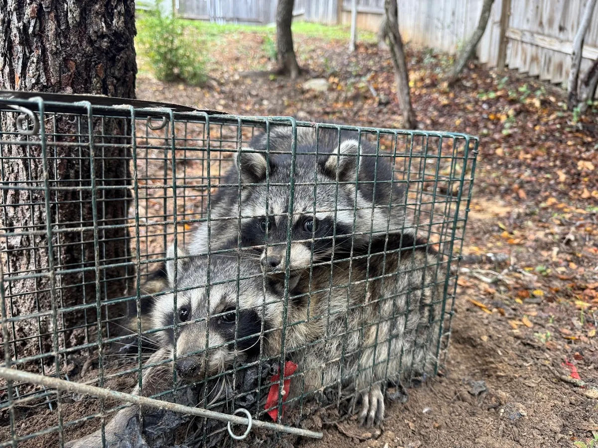 TEXAS RODENT CONTROL Wildlife Removal San Antonio in New Braunfels, TX — business photo 3