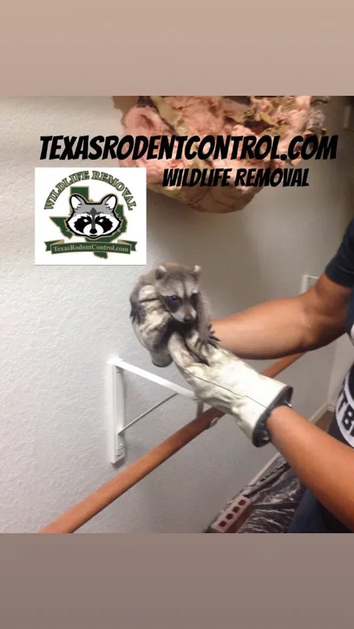 TEXAS RODENT CONTROL Wildlife Removal San Antonio in New Braunfels, TX — business photo 5