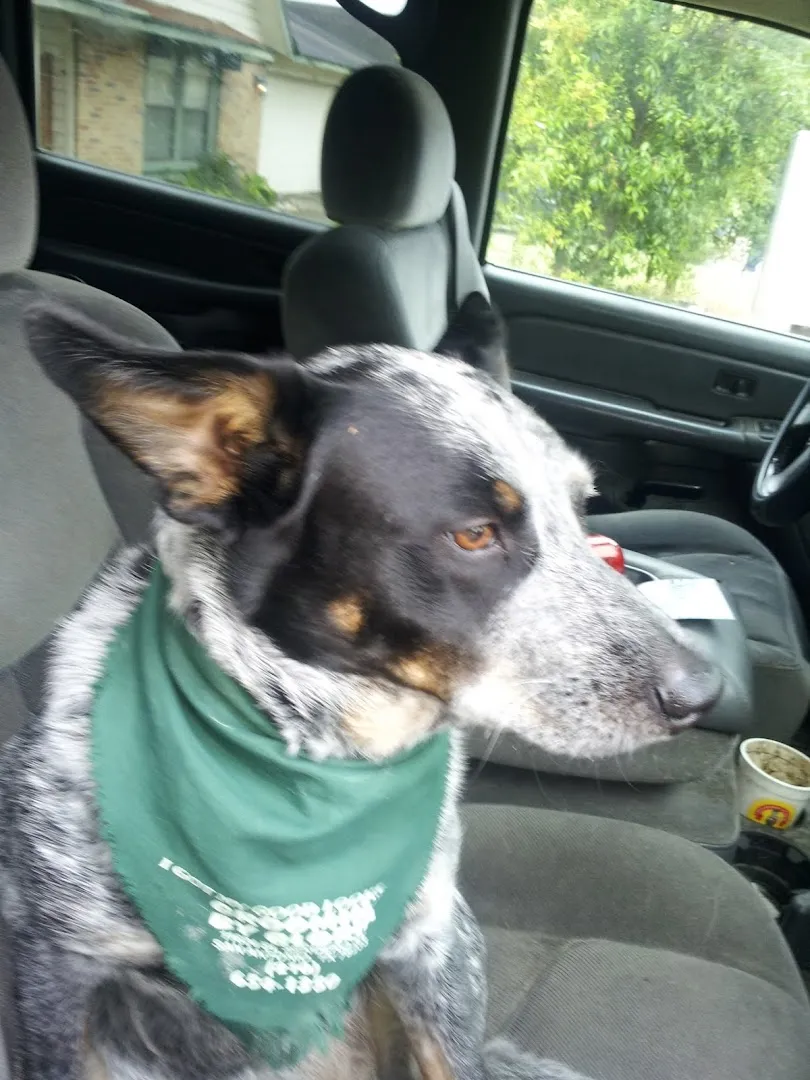 Denn's Best Pest Control — pest control in San Antonio, BEXAR County, TX