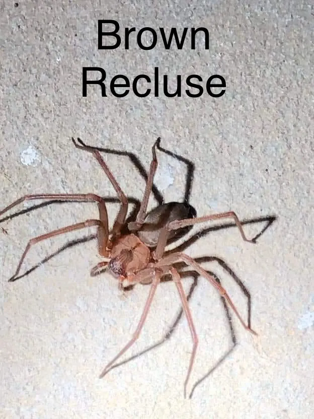 Dominion Pest Control in Corpus Christi, TX — business photo 4