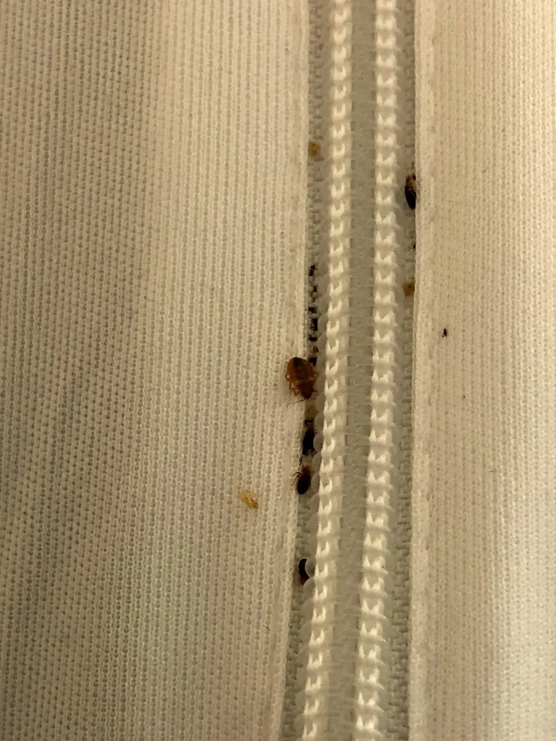 Durango Pest Control in Fort Stockton, TX — business photo 4