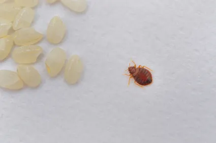 EZ Bed Bug Exterminator San Antonio in San Antonio, TX — business photo 2