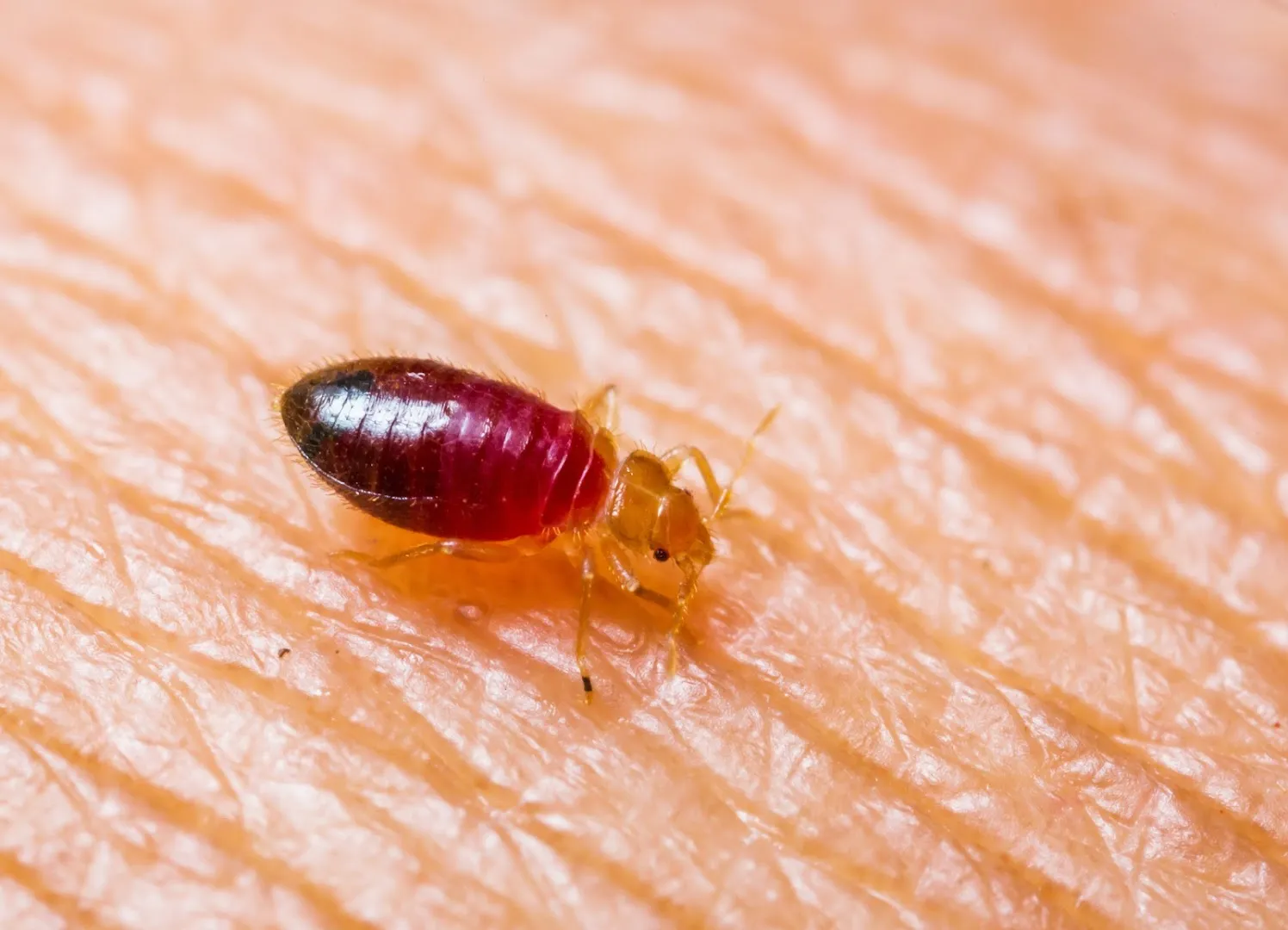 Eagle Eye Pest Control in Galveston, TX — business photo 3