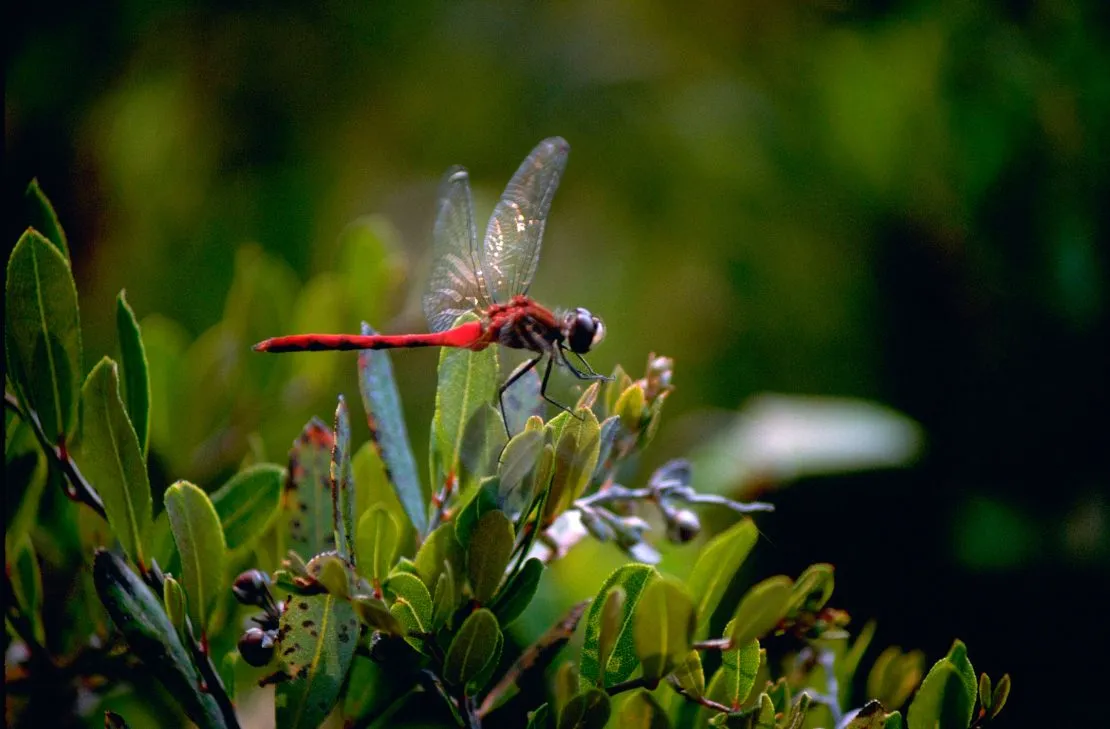 Eco Friends Pest Control in Dallas, TX — business photo 2