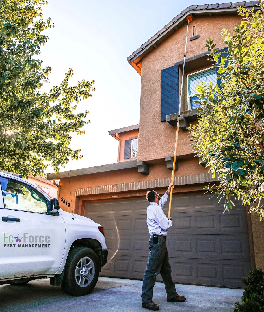 EcoForce Pest Management — pest control in New Braunfels, COMAL County, TX